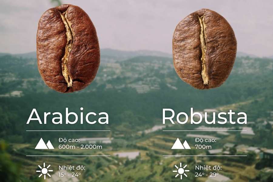 cach-nhan-biet-ca-phe-rubusta-va-arabica Hình ảnh so sánh hạt cà phê Arabica và Robusta với thông tin về độ cao và nhiệt độ trồng thích hợp.