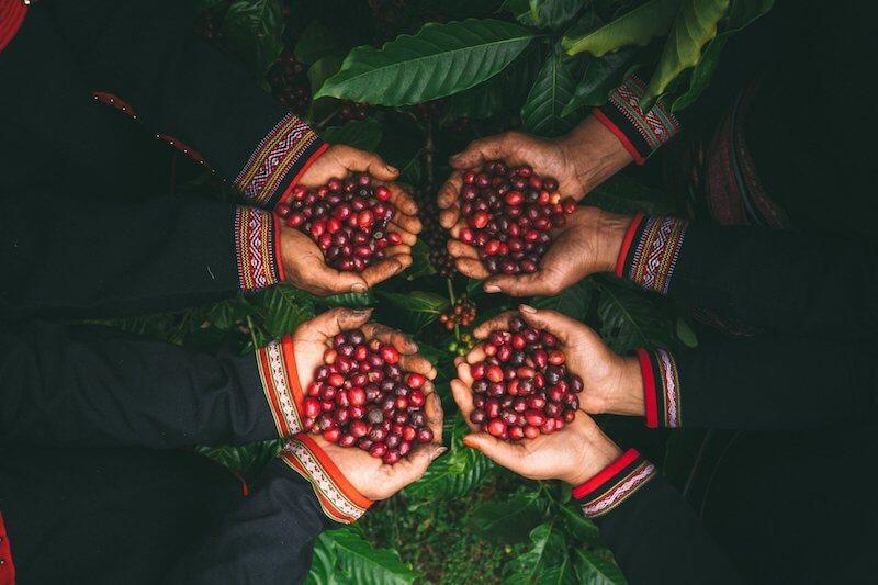 Bốn đ&ocirc;i tay cầm những quả c&agrave; ph&ecirc; ch&iacute;n đỏ, nền l&agrave; l&aacute; c&acirc;y xanh.