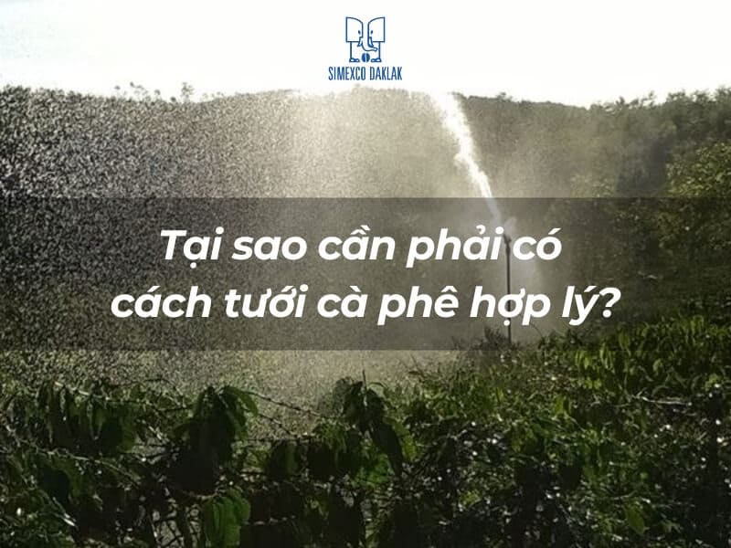 Hệ thống tưới nước đang hoạt động tr&ecirc;n c&aacute;nh đồng c&agrave; ph&ecirc;, k&egrave;m d&ograve;ng chữ về tưới c&agrave; ph&ecirc; hợp l&yacute;.