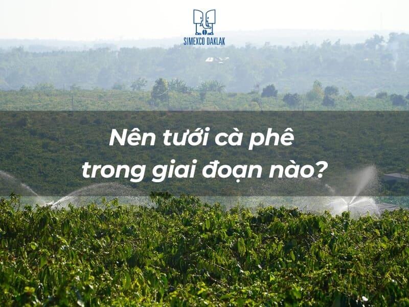 C&aacute;nh đồng c&agrave; ph&ecirc; xanh mướt với hệ thống tưới nước, tr&ecirc;n ảnh c&oacute; d&ograve;ng chữ hỏi về giai đoạn tưới c&agrave; ph&ecirc;.