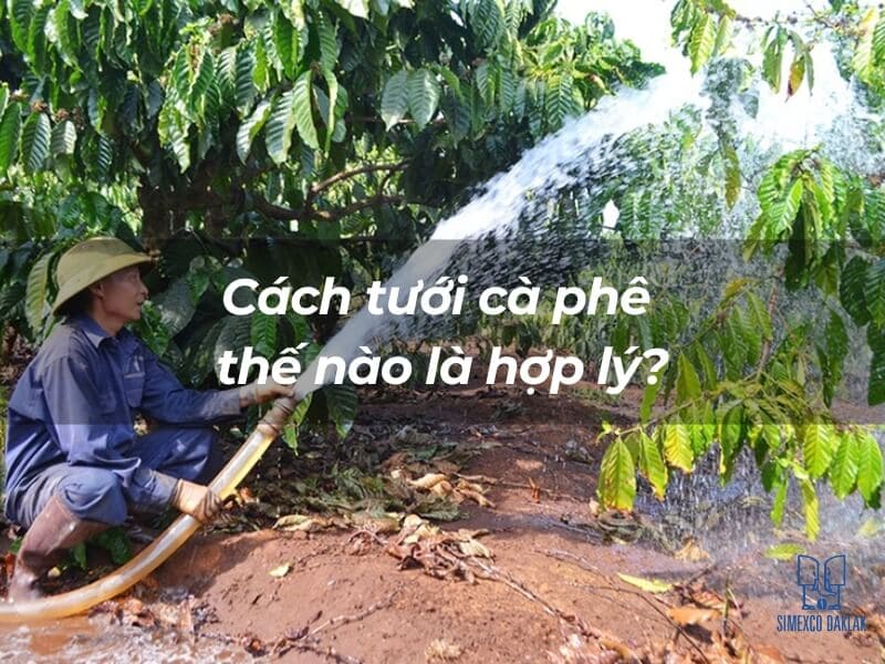 Người n&ocirc;ng d&acirc;n đang tưới nước cho c&acirc;y c&agrave; ph&ecirc; bằng v&ograve;i phun lớn trong vườn xanh tươi.