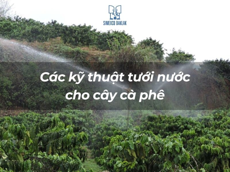Hệ thống tưới nước hoạt động tr&ecirc;n c&aacute;nh đồng c&agrave; ph&ecirc; xanh tươi, k&egrave;m d&ograve;ng chữ hướng dẫn kỹ thuật.