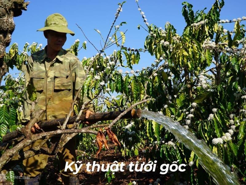 Người đang tưới nước cho c&acirc;y c&agrave; ph&ecirc; trong vườn với hoa trắng, trời nắng, nền trời xanh.