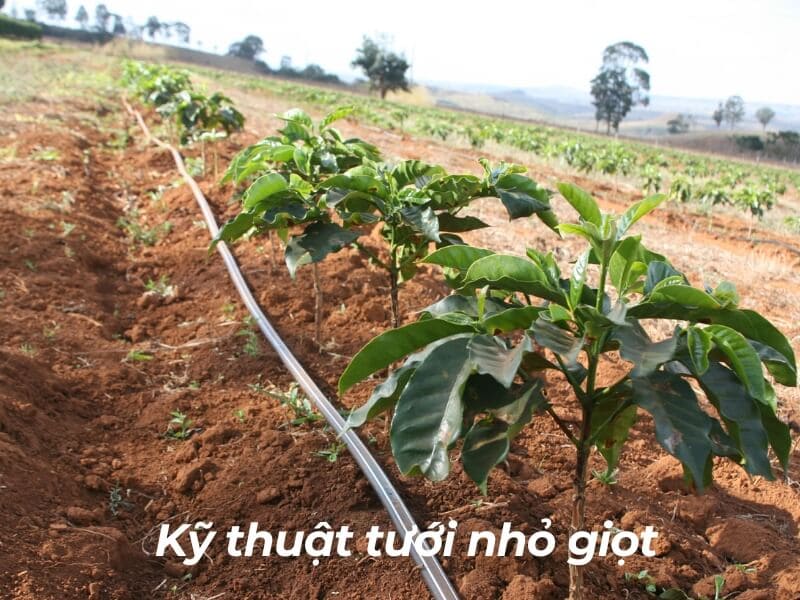 H&agrave;ng c&acirc;y xanh tr&ecirc;n đất n&acirc;u, hệ thống tưới nhỏ giọt chạy dọc theo h&agrave;ng c&acirc;y.