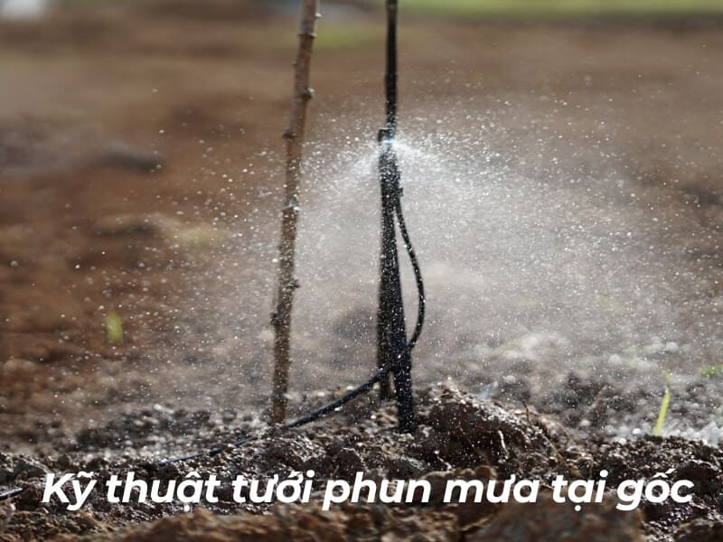 Hệ thống tưới phun mưa nhỏ giọt đang hoạt động tại gốc c&acirc;y, nước phun đều l&ecirc;n đất xung quanh.