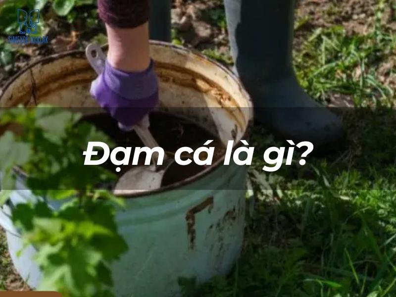 cach tuoi dam ca cho cay ca phe 2 1