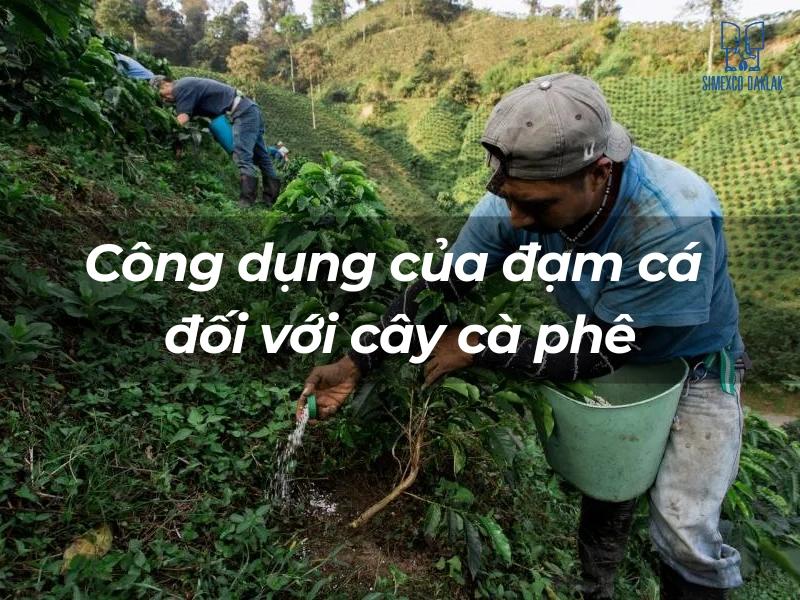 Người l&agrave;m vườn b&oacute;n ph&acirc;n cho c&acirc;y c&agrave; ph&ecirc; tr&ecirc;n một ngọn đồi xanh, với ch&uacute; th&iacute;ch về c&ocirc;ng dụng của đạm c&aacute;.