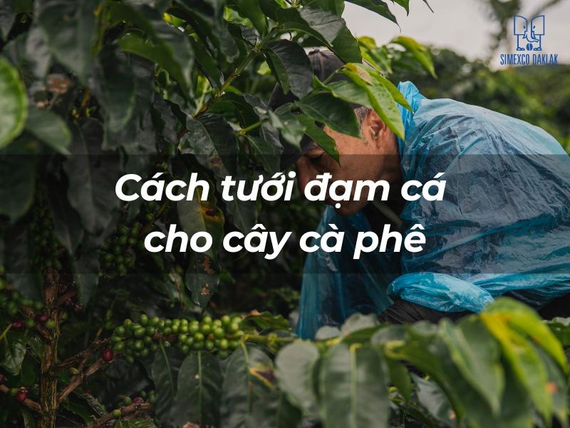 Người mặc &aacute;o mưa xanh chăm s&oacute;c c&acirc;y c&agrave; ph&ecirc; với d&ograve;ng chữ "C&aacute;ch tưới đạm c&aacute; cho c&acirc;y c&agrave; ph&ecirc;".