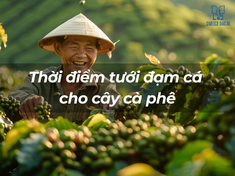 Người n&ocirc;ng d&acirc;n đội n&oacute;n l&aacute; đang chăm s&oacute;c c&acirc;y c&agrave; ph&ecirc;, xung quanh l&agrave; những quả c&agrave; ph&ecirc; xanh tươi.