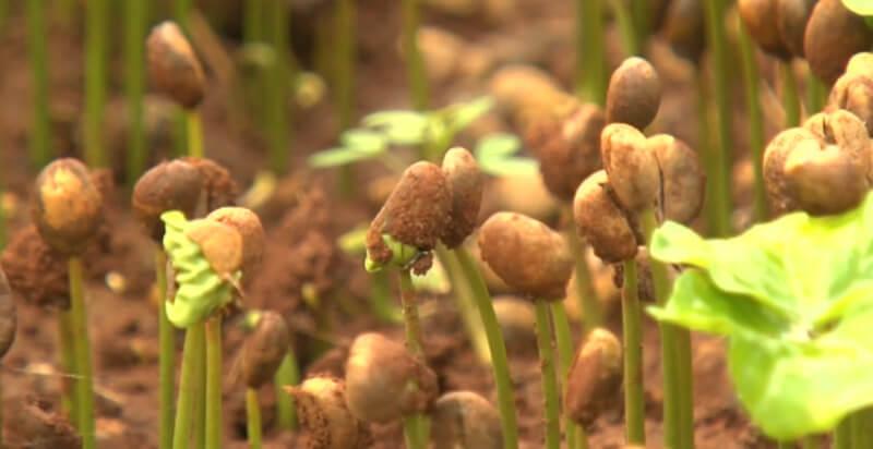 Hạt giống nảy mầm trên đất nâu, với những chồi xanh nhỏ đang phát triển xung quanh.