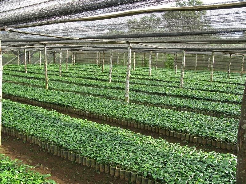 Nhà lưới trồng cây non, có nhiều hàng cây xanh được trồng trong túi nhựa, với mái che phía trên.