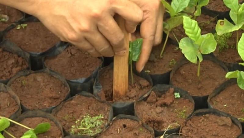 Đôi tay đang trồng cây non trong túi đất màu đen, sử dụng que để tạo lỗ trên đất.