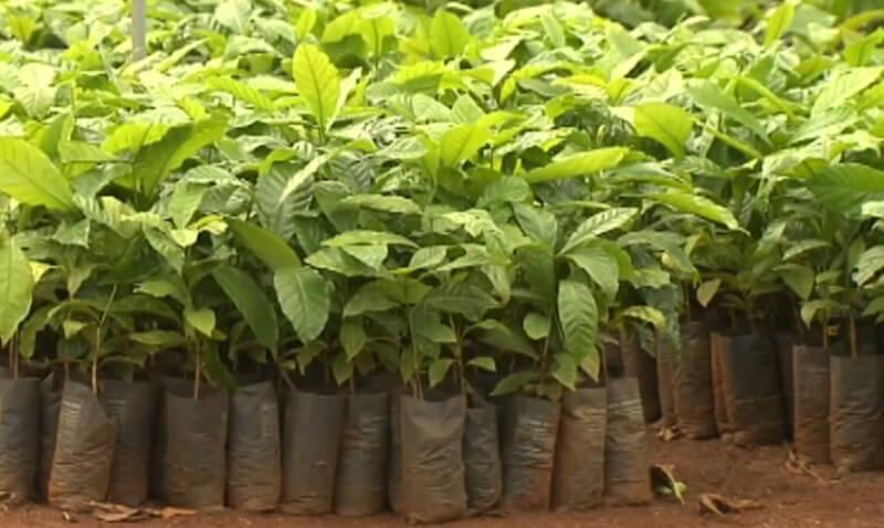 Các cây non được trồng trong túi nhựa, xếp hàng trên mặt đất, lá xanh mướt và đất nâu.