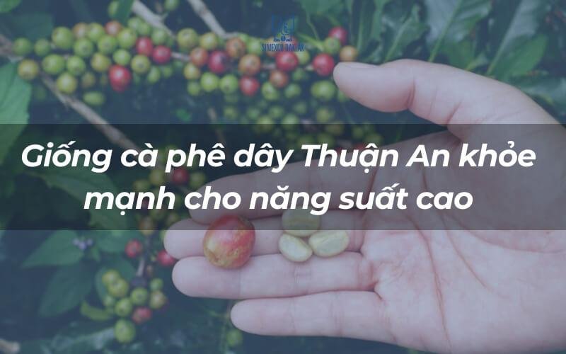 cay giong ca phe day thuan an 1 1