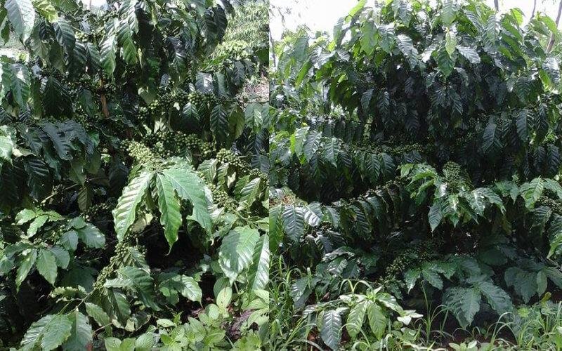 giong ca phe thien truong 1 1