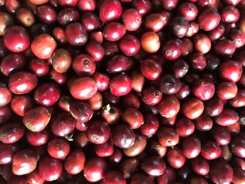 H&igrave;nh ảnh c&aacute;c quả c&agrave; ph&ecirc; ch&iacute;n đỏ tươi nằm xếp chồng l&ecirc;n nhau, tạo th&agrave;nh một bề mặt đồng đều.