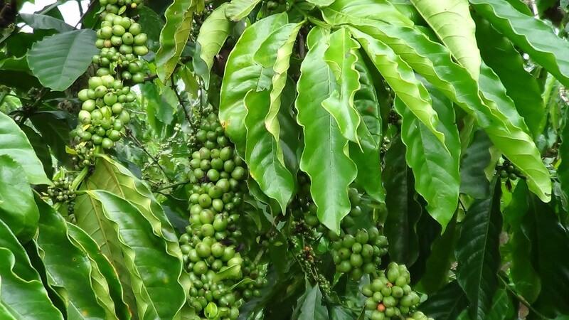 C&agrave;nh c&acirc;y c&agrave; ph&ecirc; với những ch&ugrave;m quả xanh tươi, l&aacute; xanh b&oacute;ng, trong một khu vườn nhiệt đới.