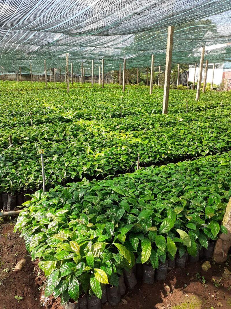 Vườn c&acirc;y non với l&aacute; xanh tươi, được trồng trong t&uacute;i nhựa, che phủ bởi lưới để bảo vệ khỏi &aacute;nh nắng.