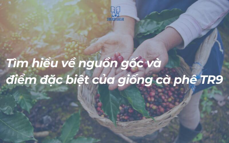 Người cầm rổ đựng hạt cà phê chín đỏ, nền là cây cà phê xanh tươi.