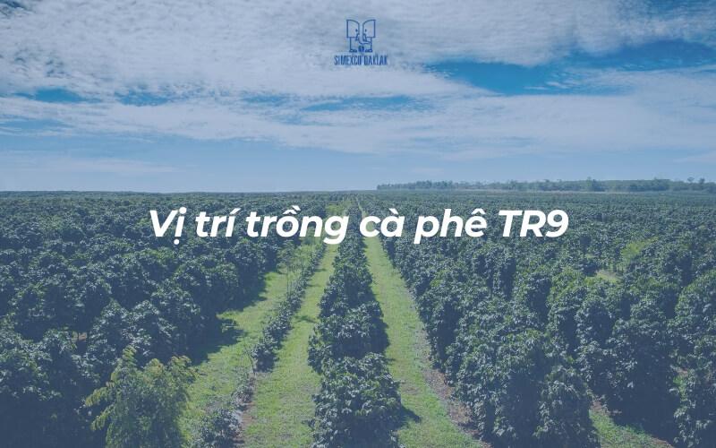 Cánh đồng cà phê xanh tươi trải dài dưới bầu trời trong xanh, cây cà phê được trồng thành hàng thẳng tắp.
