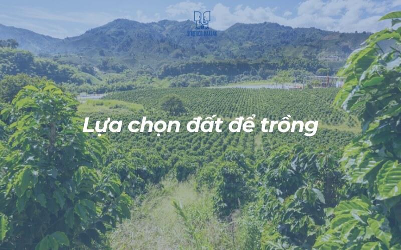 Cánh đồng cây xanh trải dài dưới bầu trời trong xanh, nền là dãy núi xa xa, với dòng chữ "Lựa chọn đất để trồng".