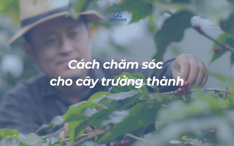 Người nông dân chăm sóc cây cà phê với dòng chữ "Cách chăm sóc cho cây trưởng thành".