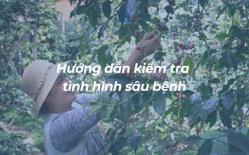 Người đội mũ đang chăm sóc cây cà phê trong vườn, kiểm tra tình trạng sâu bệnh trên cành có quả chín.