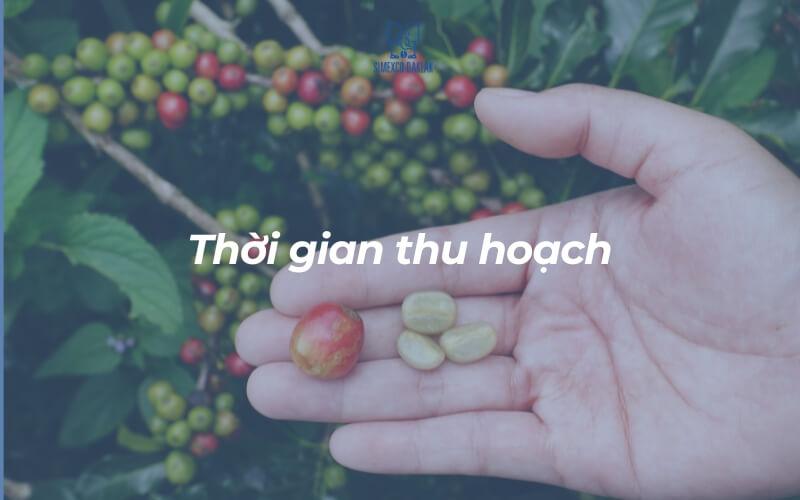 Bàn tay cầm hạt cà phê chín và nhân cà phê, nền là cây cà phê có quả xanh và đỏ.