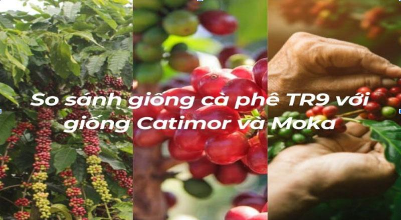 Ảnh so sánh các giống cà phê TR9, Catimor và Moka với hình ảnh cây, quả cà phê và tay người đang thu hoạch.