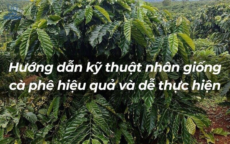 ky thuat nhan giong ca phe 1 1 1