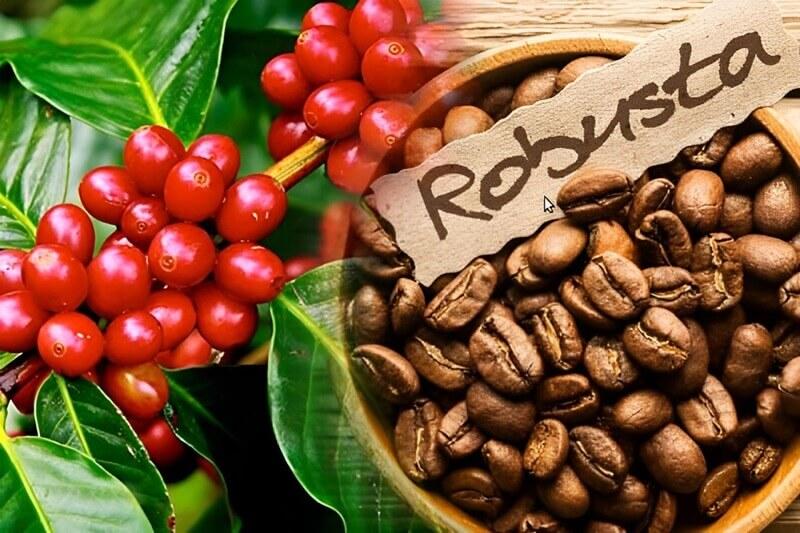 Hình ảnh hạt cà phê Robusta trong bát và trái cà phê đỏ tươi trên cây xanh.