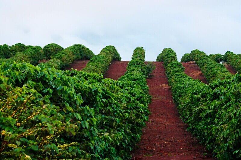Hàng cây xanh tươi tốt mọc dọc theo con đường đất đỏ, dưới bầu trời nhiều mây.