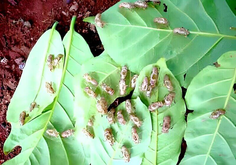 Vỏ xác côn trùng trên lá xanh, sắp xếp ngẫu nhiên, nền đất màu nâu ở phía trên.