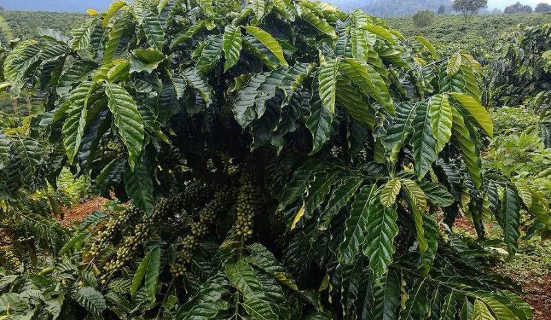 C&acirc;y c&agrave; ph&ecirc; xanh tươi với nhiều quả, nằm giữa vườn c&acirc;y rộng lớn, xung quanh c&oacute; cảnh quan n&uacute;i non xa xa.