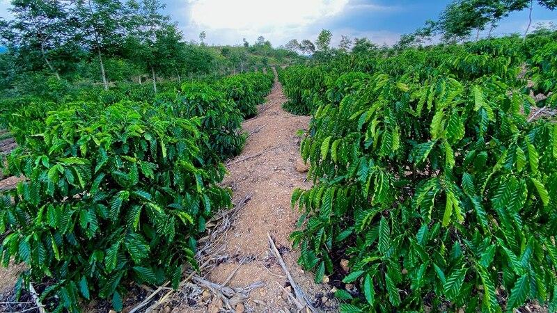 C&aacute;nh đồng c&agrave; ph&ecirc; xanh tươi, c&aacute;c luống c&acirc;y trồng thẳng h&agrave;ng, bầu trời xanh ph&iacute;a tr&ecirc;n.