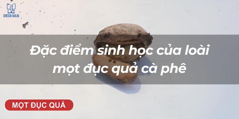 Hạt cà phê một đục, nền trắng, có chữ "Đặc điểm sinh học của loài một đục quả cà phê" in trên hình.
