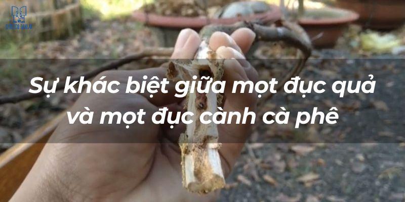 Một tay cầm nhánh cây khô, dòng chữ ghi "Sự khác biệt giữa một đục quả và một đục cành cà phê".