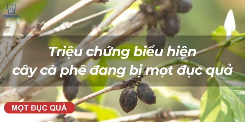 Cành cây cà phê với quả sẫm màu, có dấu hiệu một đực quả, nền xanh mờ nhạt phía sau.