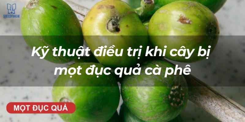 Cận cảnh chùm quả cà phê xanh với chữ "Kỹ thuật điều trị khi cây bị một đực quả cà phê" trên nền ảnh.