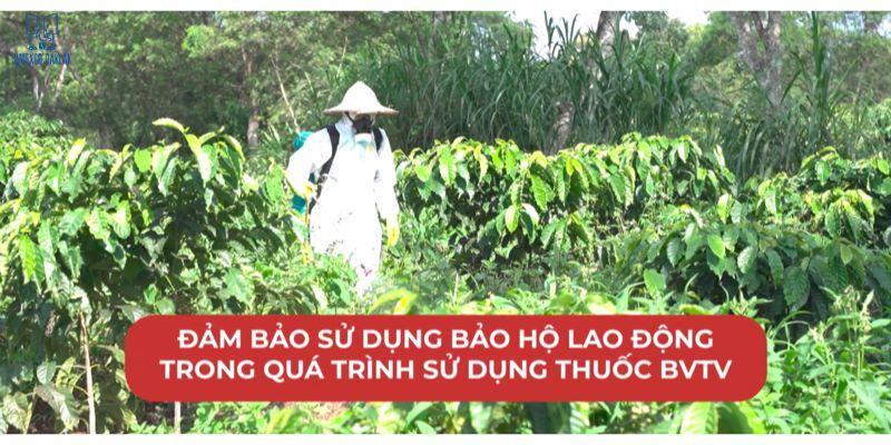 Người mặc đồ bảo hộ làm việc trong vườn cây xanh tươi, có dòng chữ nhấn mạnh an toàn lao động khi sử dụng thuốc BVTV.