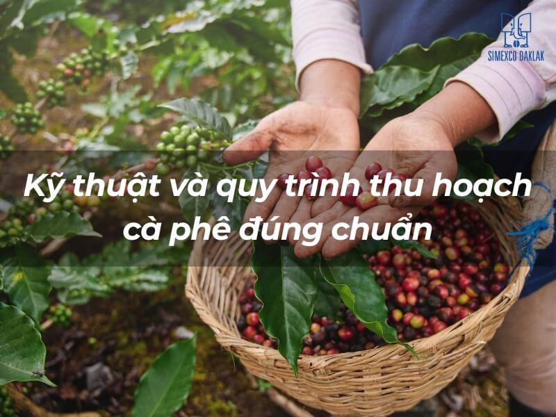 Người cầm những quả cà phê chín trong tay, bên cạnh giỏ đựng đầy cà phê tươi và lá xanh.