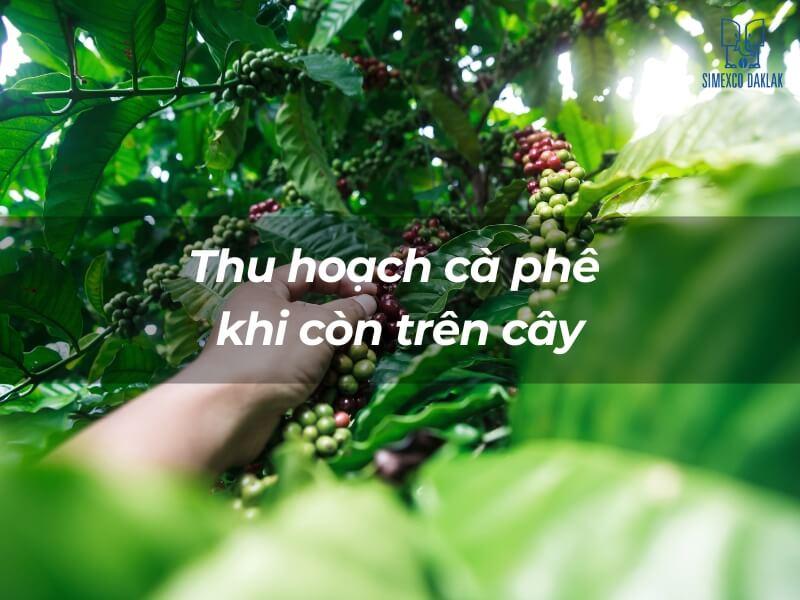 Bàn tay đang hái quả cà phê từ cây, xung quanh có nhiều lá xanh.