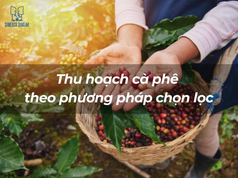 Người cầm rổ đầy quả cà phê chín đỏ trên nền vườn cây xanh tươi.