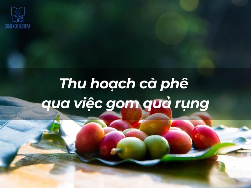 Hình ảnh những quả cà phê chín màu đỏ và xanh nằm trên lá, với chữ "Thu hoạch cà phê qua việc gom quả rụng".