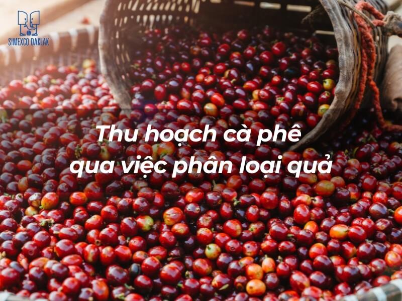 Giỏ đựng đầy quả cà phê chín đỏ, được thu hoạch và phân loại.