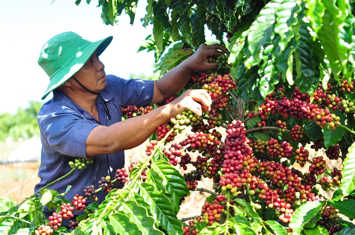 rubusta-duoc-trong-o-dau-tai-viet-nam Người nông dân đội nón xanh đang thu hoạch cà phê chín đỏ trên cây trong vườn, dưới ánh nắng mặt trời.
