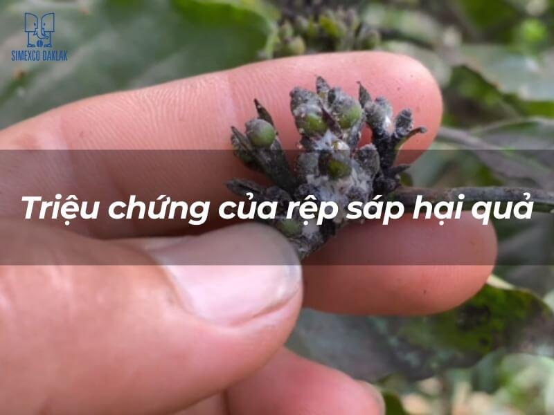 sau benh hai ca phe 1 1