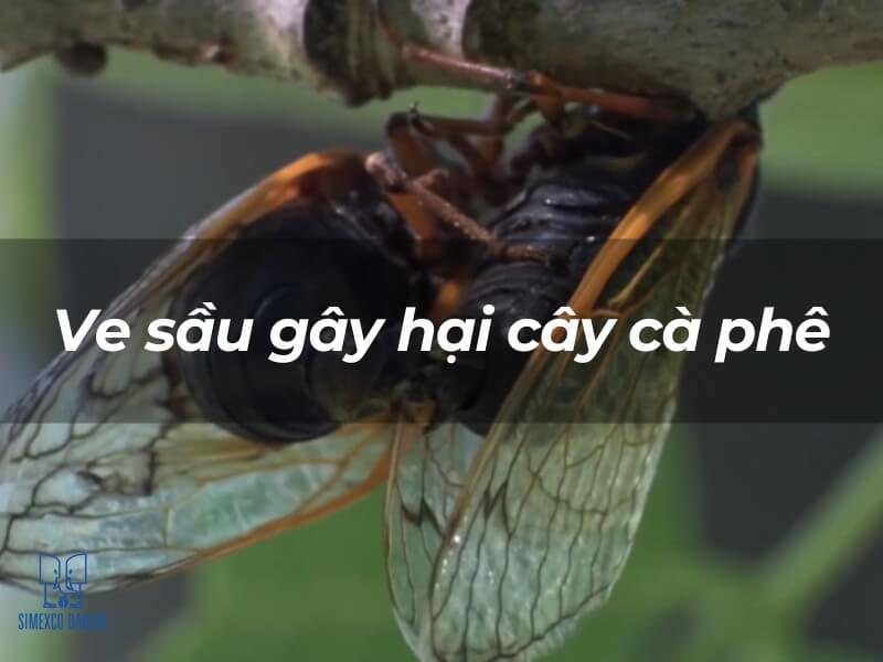 Hai con ve sầu b&aacute;m tr&ecirc;n c&agrave;nh c&acirc;y, c&oacute; ch&uacute; th&iacute;ch về t&aacute;c hại đối với c&acirc;y c&agrave; ph&ecirc;.