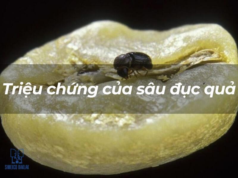 Một con s&acirc;u đang nằm tr&ecirc;n bề mặt của một miếng tr&aacute;i c&acirc;y bị hư hại, với d&ograve;ng chữ "Triệu chứng của s&acirc;u đục quả".