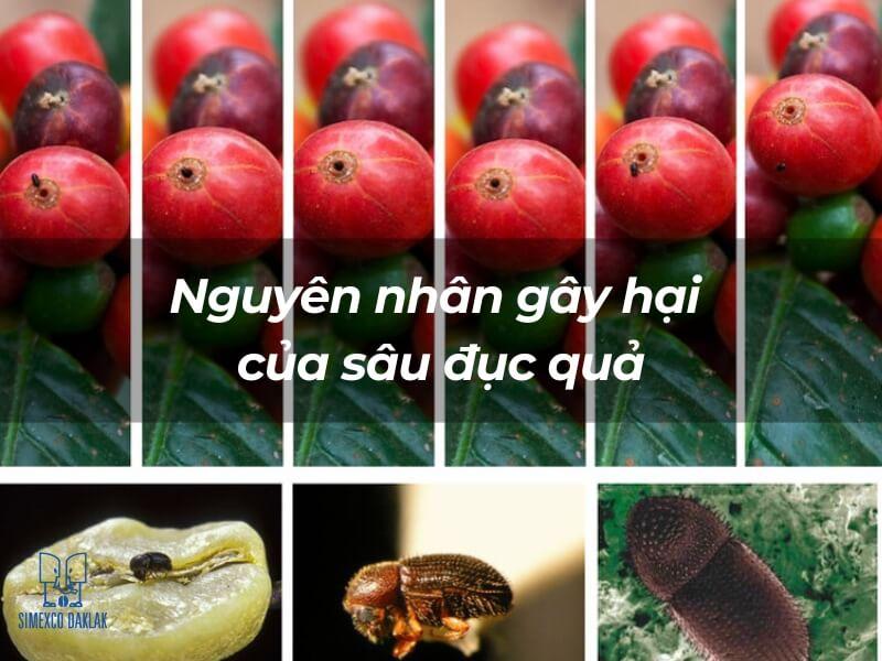 H&igrave;nh ảnh tr&aacute;i c&acirc;y bị s&acirc;u đục, k&egrave;m h&igrave;nh minh họa s&acirc;u v&agrave; th&ocirc;ng tin nguy&ecirc;n nh&acirc;n g&acirc;y hại của s&acirc;u đục quả.